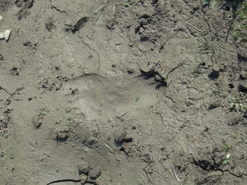 [Picture: bare footprints in the mud 2]