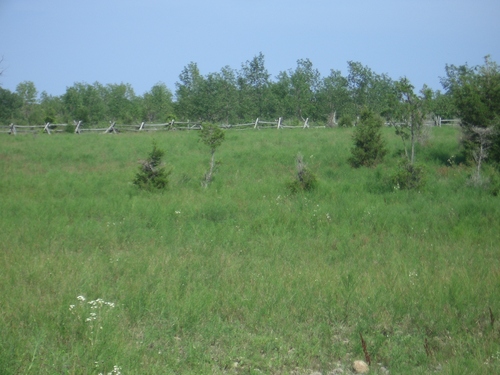 [Picture: Grassy field]