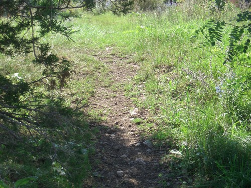 [Picture: Path through the trees]