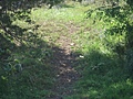 [Picture: Path through the trees 2]