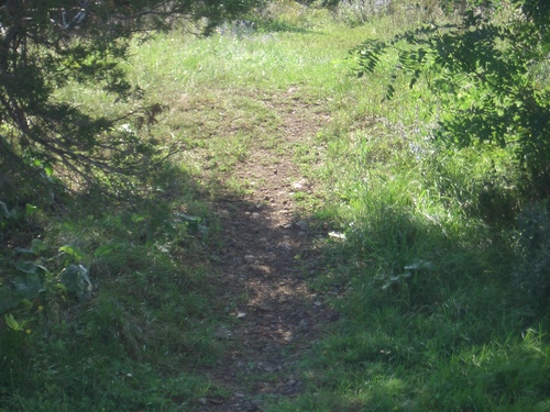 [Picture: Path through the trees 2]