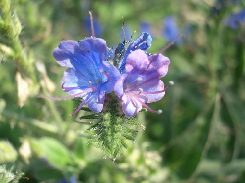 [Picture: Purple and pink flower]