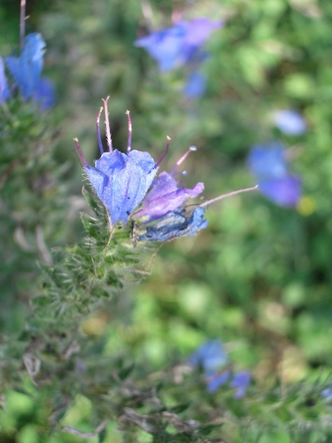 [Picture: Purple and pink flower 2]