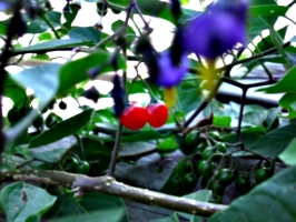 [picture: Cherry Tomatoes 2]