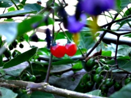 [picture: Cherry Tomatoes 3]