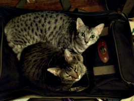 [picture: Cats on suitcase]