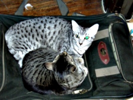 [picture: Cats on suitcase 2]
