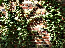 [picture: Brick wall with creeper]