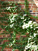 [picture: Brick wall with creeper 2]