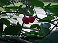 [Picture: Cherry Tomatoes]