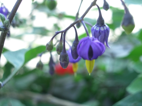 [Picture: Purple and yellow flowers]