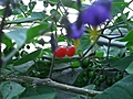 [Picture: Cherry Tomatoes 2]