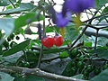 [Picture: Cherry Tomatoes 3]