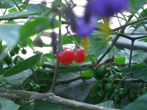 [Picture: Cherry Tomatoes 3]