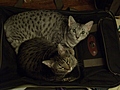 [Picture: Cats on suitcase]