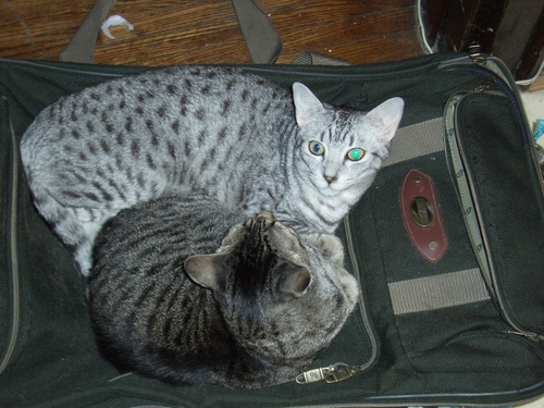 [Picture: Cats on suitcase 2]