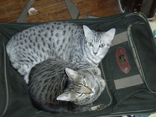 [Picture: Cats on suitcase 3]
