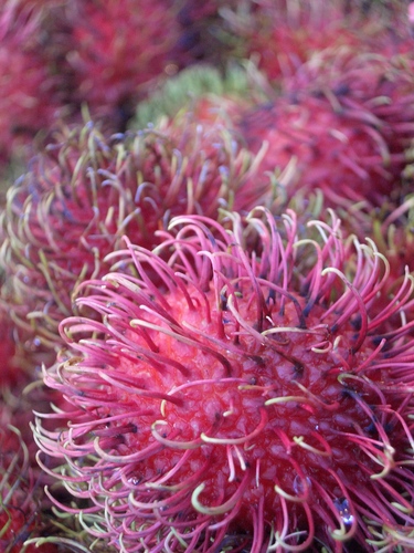 [Picture: Rambutan Fruit 2]