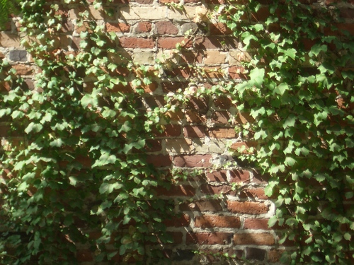 [Picture: Brick wall with creeper]