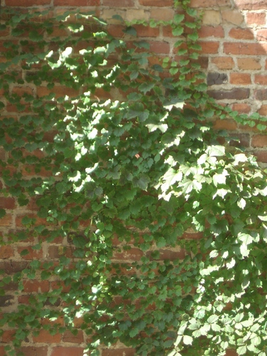 [Picture: Brick wall with creeper 2]