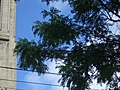 [Picture: St James Cathedral vertical panorama element 34]