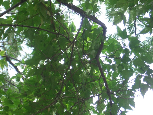 [Picture: St James Cathedral vertical panorama element 40]