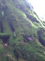 [picture: Moss-covered tree roots]