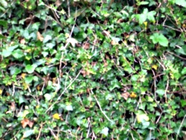 [picture: Ivy texture 2]