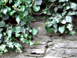 [picture: Stone wall with ivy]