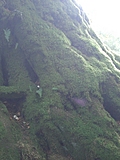 [Picture: Moss-covered tree roots]