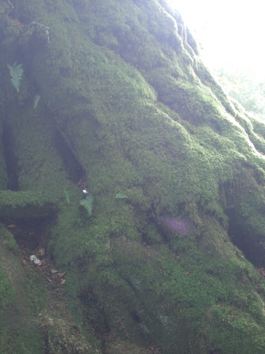 [Picture: Moss-covered tree roots]