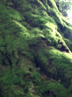 [Picture: Moss-covered tree roots 2]