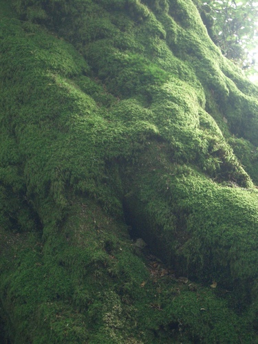 [Picture: Moss-covered tree roots 2]