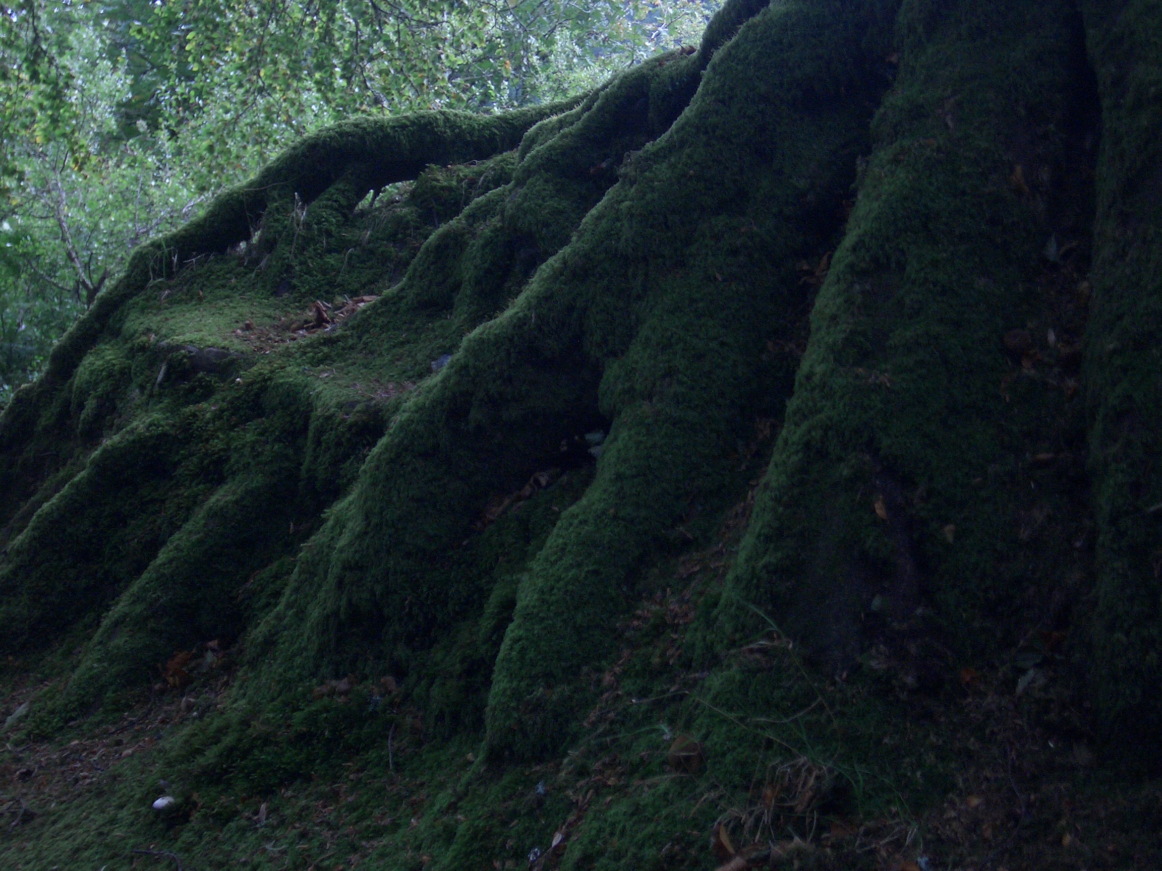 [Picture: Moss-covered tree roots 3]