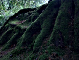 [Picture: Moss-covered tree roots 3]