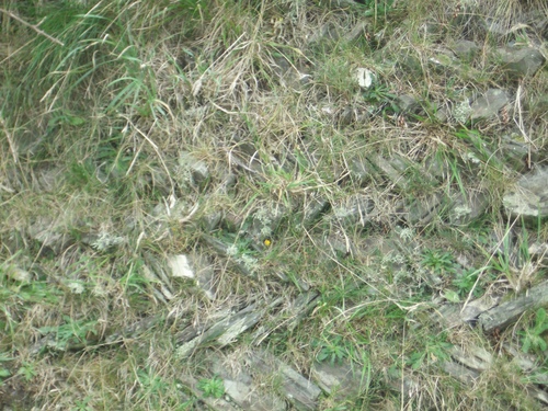 [Picture: Cornish stone-lined hedge]