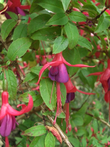 [Picture: Purple flower]