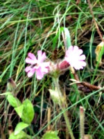 [Picture: Overexposed flower in grass]