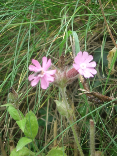 [Picture: Overexposed flower in grass]