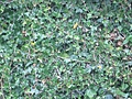 [Picture: Ivy texture]