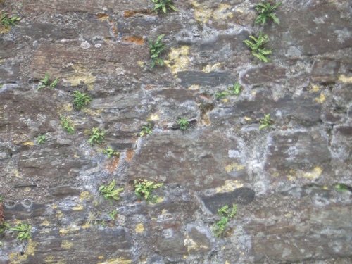 [Picture: Restormel Castle 8: Wall texture]