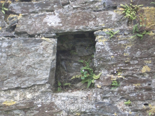 [Picture: Restormel Castle 9: Beam-hole in the wall]