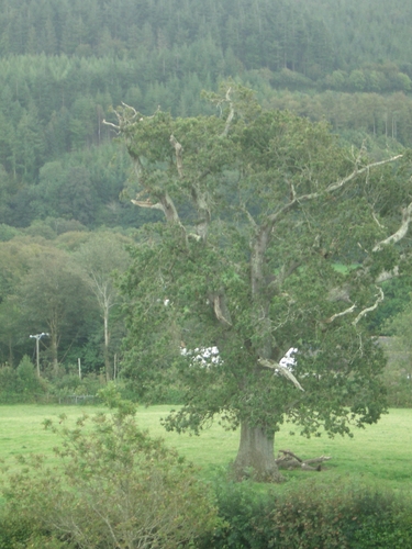 [Picture: Restormel Castle 18: Tree]