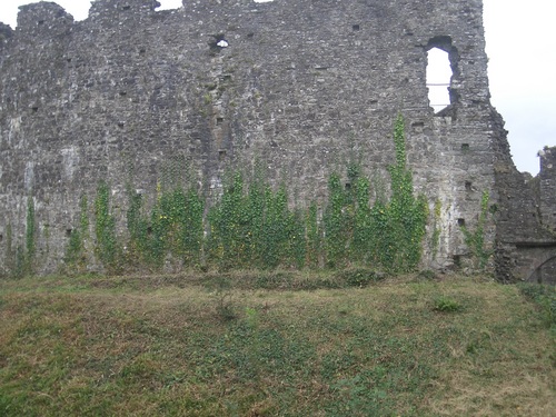 [Picture: Restormel Castle 43: Castle wall with creeper]
