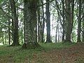 [Picture: Restormel Castle 44: The enchanted forest]