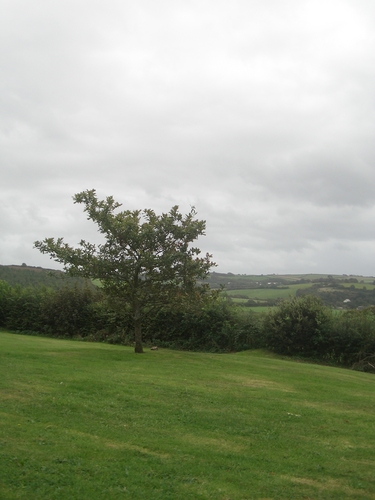 [Picture: Restormel Castle 45: Tree]