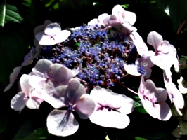[picture: pink and purple flowers]