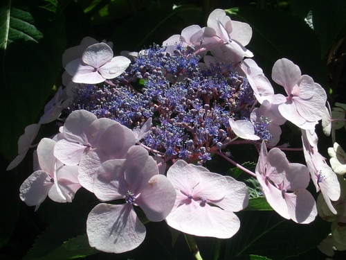 [Picture: pink and purple flowers]