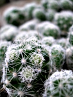 [picture: Cactus 2]