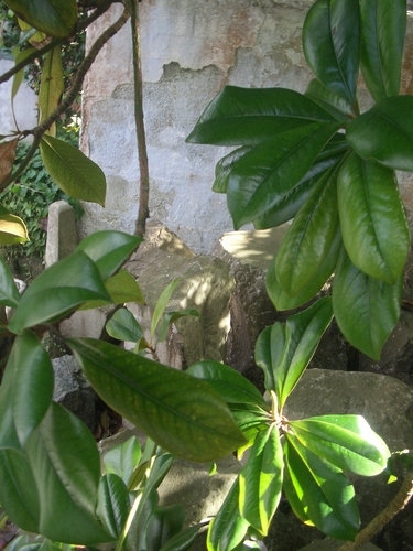 [Picture: Barbara Hepworth Musem & Sculpture Gallery 8: plants]